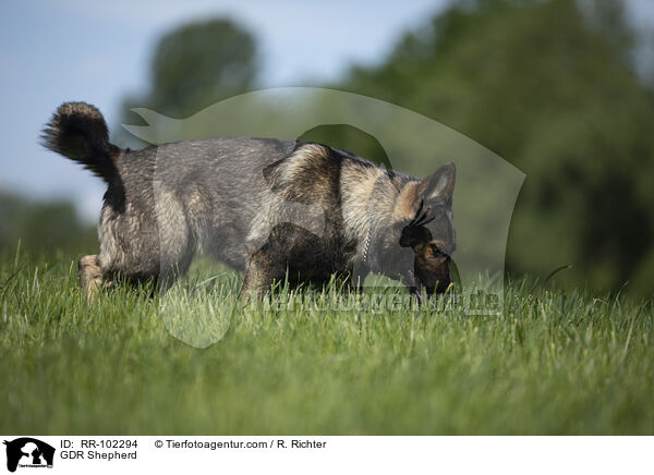 Deutscher Schferhund DDR / GDR Shepherd / RR-102294