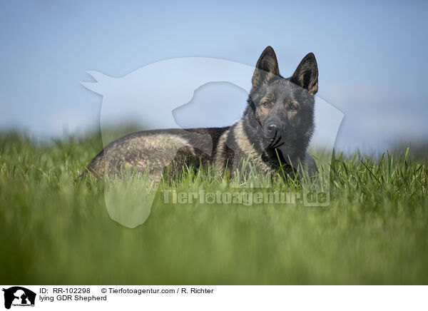 liegender Deutscher Schferhund DDR / lying GDR Shepherd / RR-102298