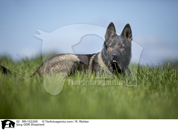 liegender Deutscher Schferhund DDR / lying GDR Shepherd / RR-102299