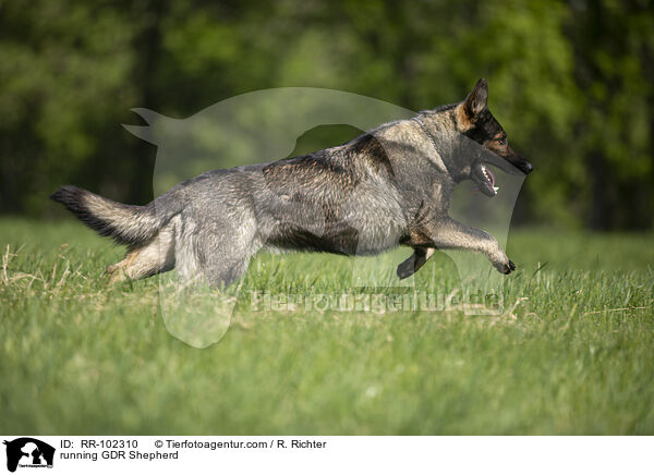 rennender Deutscher Schferhund DDR / running GDR Shepherd / RR-102310