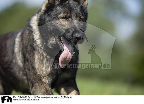Deutscher Schferhund DDR Portrait / GDR Shepherd Portrait / RR-102324