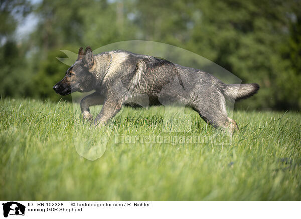 rennender Deutscher Schferhund DDR / running GDR Shepherd / RR-102328