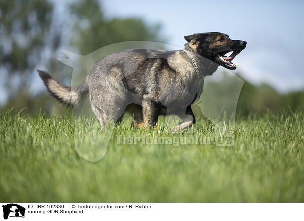 rennender Deutscher Schferhund DDR / running GDR Shepherd / RR-102330