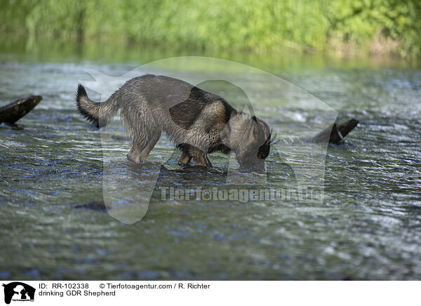 drinking GDR Shepherd / RR-102338