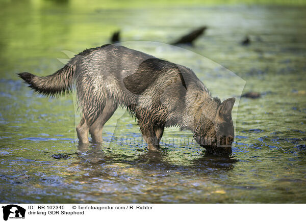 trinkender Deutscher Schferhund DDR / drinking GDR Shepherd / RR-102340