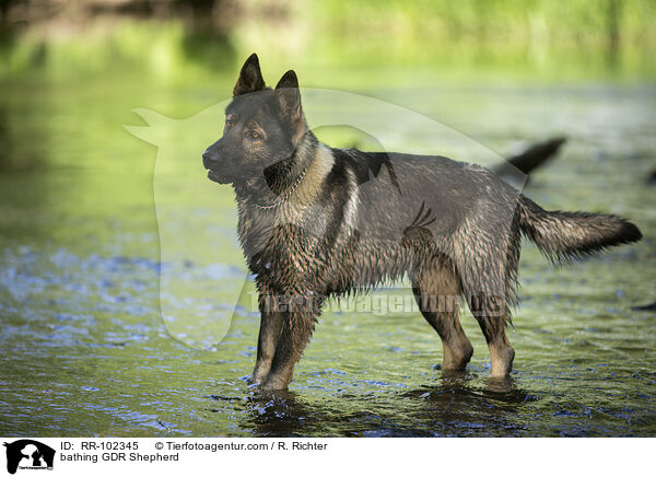 badender Deutscher Schferhund DDR / bathing GDR Shepherd / RR-102345