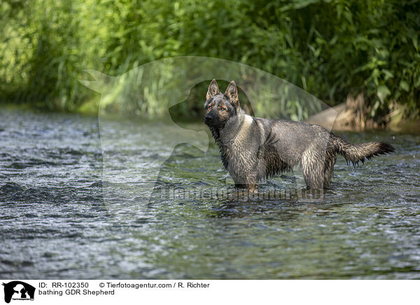 badender Deutscher Schferhund DDR / bathing GDR Shepherd / RR-102350
