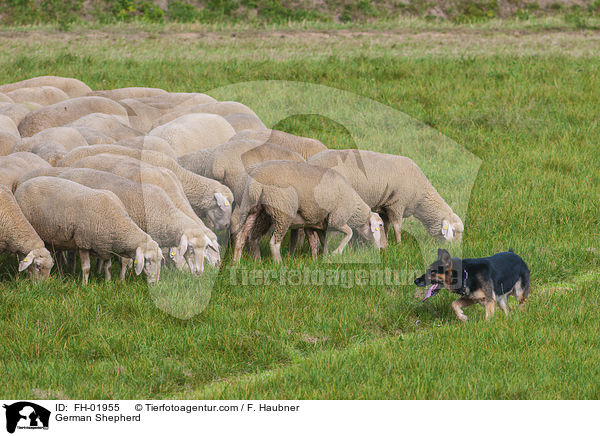 Deutscher Schferhund / German Shepherd / FH-01955