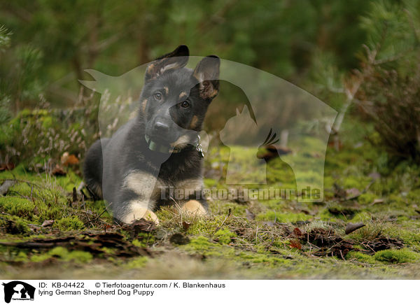liegender Deutscher Schferhund Welpe / lying German Shepherd Dog Puppy / KB-04422