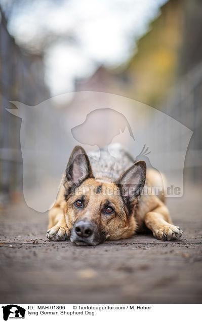 liegender Deutscher Schferhund / lying German Shepherd Dog / MAH-01806