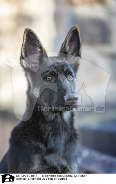 Deutscher Schferhund Welpe Portrait / German Shepherd Dog Puppy portrait / MAH-01814