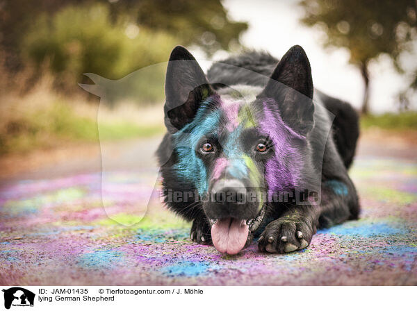 liegender Deutscher Schferhund / lying German Shepherd / JAM-01435