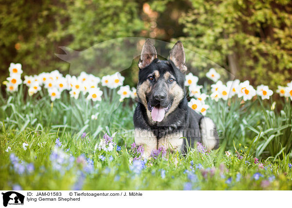 liegender Deutscher Schferhund / lying German Shepherd / JAM-01583