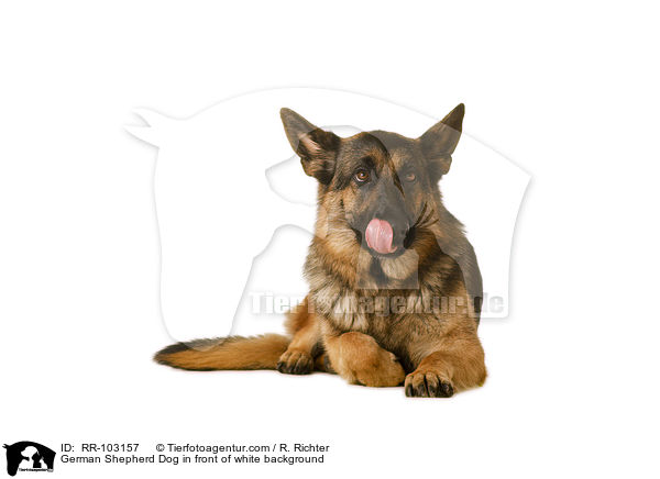 Deutscher Schferhund vor weiem Hintergrund / German Shepherd Dog in front of white background / RR-103157