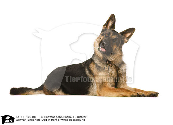 Deutscher Schferhund vor weiem Hintergrund / German Shepherd Dog in front of white background / RR-103188
