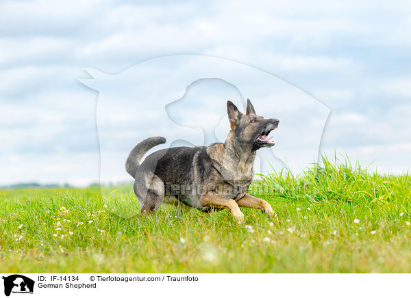 Deutscher Schferhund / German Shepherd / IF-14134
