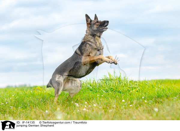 springender Deutscher Sch�ferhund / jumping German Shepherd / IF-14135