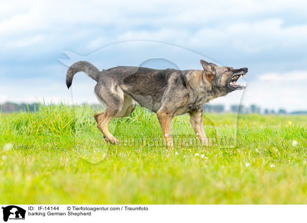 bellender Deutscher Schferhund / barking German Shepherd / IF-14144