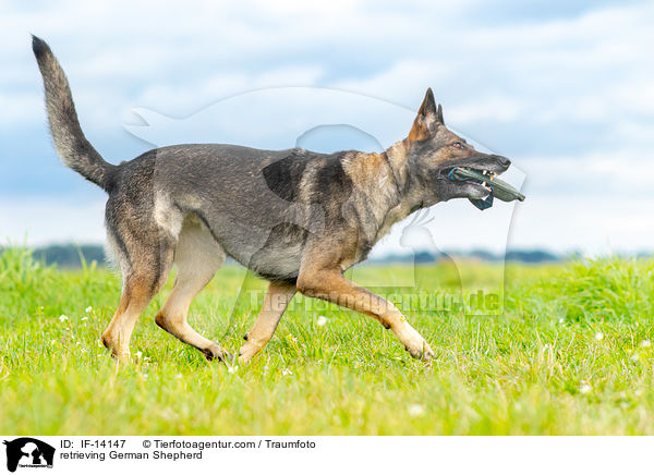 apportierender Deutscher Schferhund / retrieving German Shepherd / IF-14147