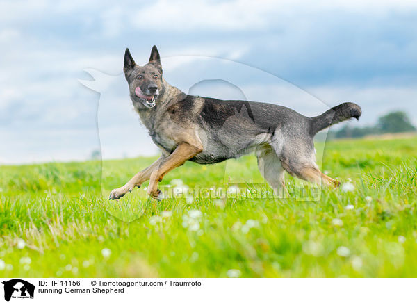 rennender Deutscher Schferhund / running German Shepherd / IF-14156