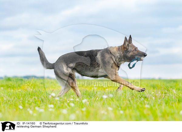 apportierender Deutscher Schferhund / retrieving German Shepherd / IF-14160