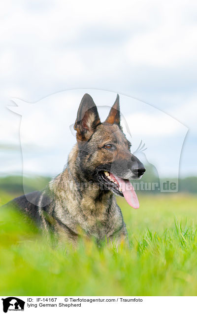 liegender Deutscher Schferhund / lying German Shepherd / IF-14167
