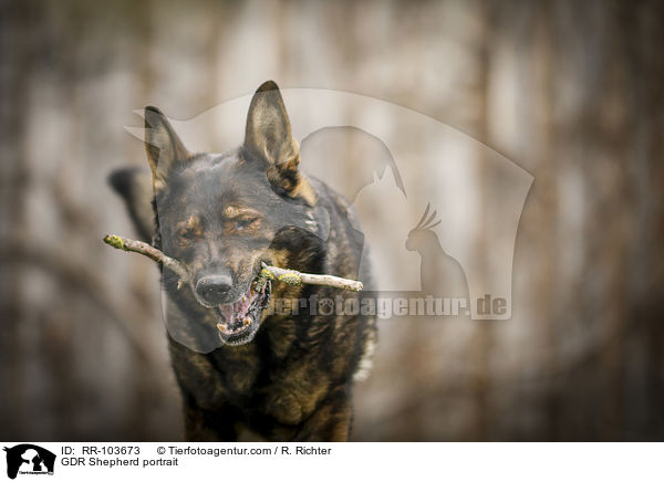 Deutscher Schferhund DDR Portrait / GDR Shepherd portrait / RR-103673