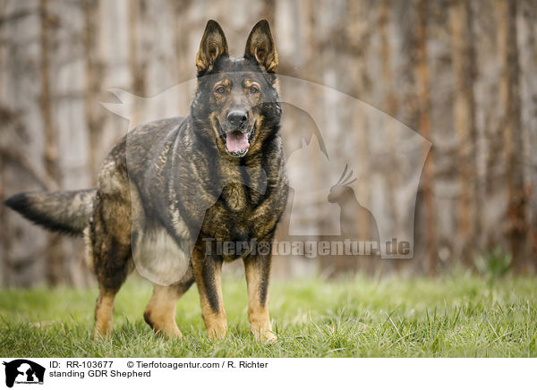 stehender Deutscher Schferhund DDR / standing GDR Shepherd / RR-103677