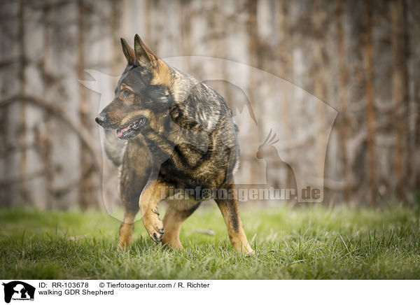 laufender Deutscher Schferhund DDR / walking GDR Shepherd / RR-103678