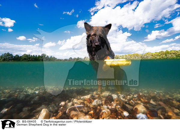 Deutscher Schferhund im Wasser / German Shepherd Dog in the water / BS-08405