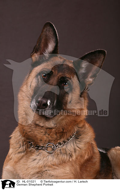 Deutscher Schferhund Portrait / German Shepherd Portrait / HL-01021