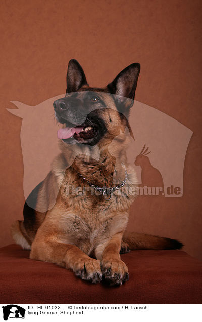 liegender Deutscher Schferhund / lying German Shepherd / HL-01032