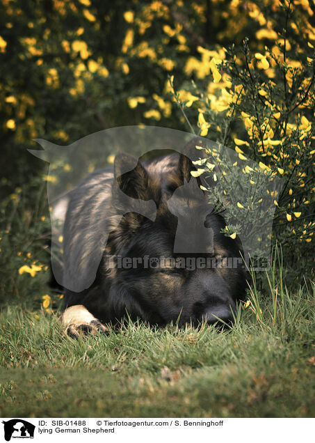 liegender Deutscher Schferhund / lying German Shepherd / SIB-01488