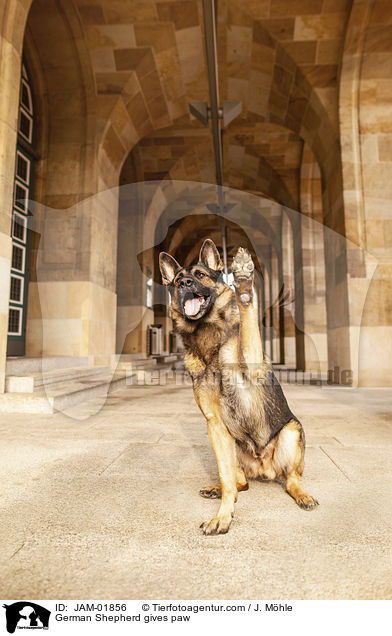 Deutscher Schferhund gibt Pftchen / German Shepherd gives paw / JAM-01856
