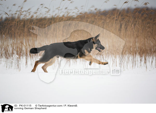 rennender Deutscher Schferhund / running German Shepherd / PK-01115