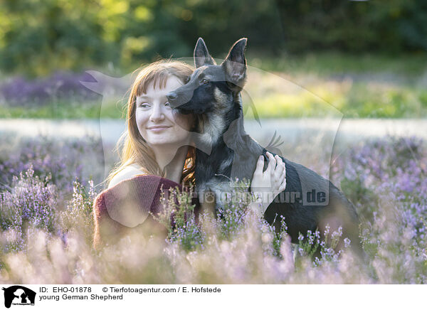 junger Deutscher Schferhund / young German Shepherd / EHO-01878