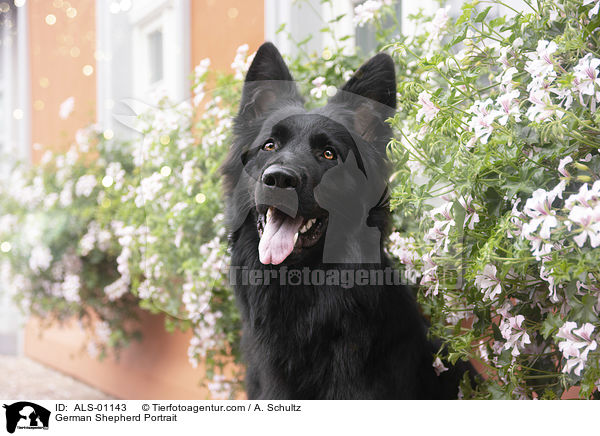 Deutscher Schferhund Portrait / German Shepherd Portrait / ALS-01143