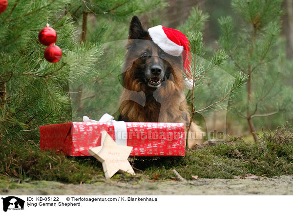 liegender Deutscher Schferhund / lying German Shepherd / KB-05122