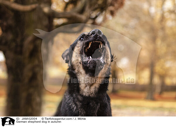 Deutscher Schferhund im Herbst / German shepherd dog in autumn / JAM-02004