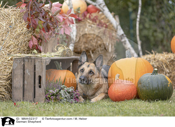 Deutscher Schferhund / German Shepherd / MAH-02317