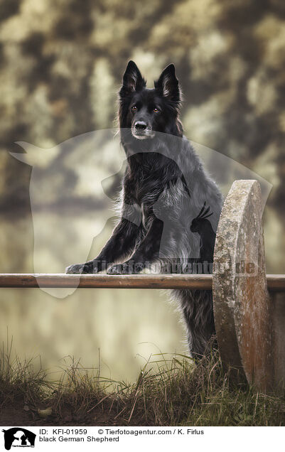 black German Shepherd / KFI-01959
