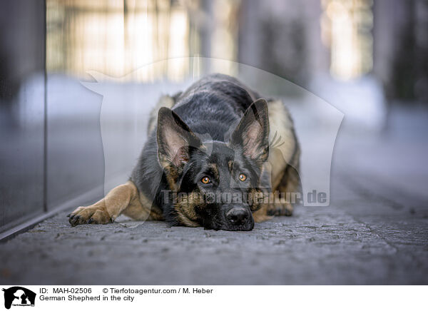 Deutscher Schferhund in der Stadt / German Shepherd in the city / MAH-02506