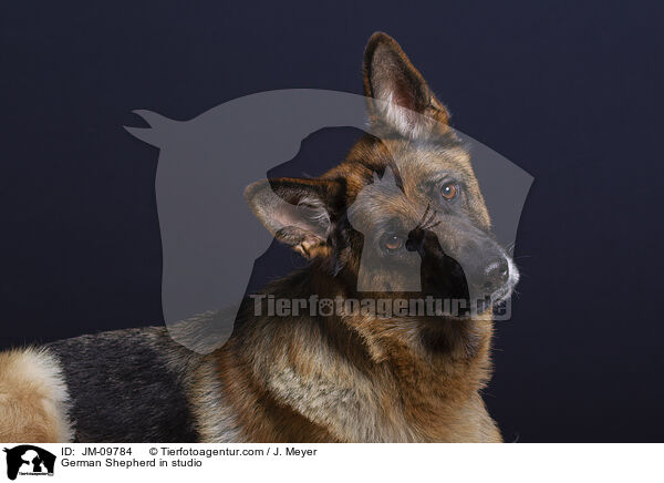 Deutscher Schferhund im Studio / German Shepherd in studio / JM-09784