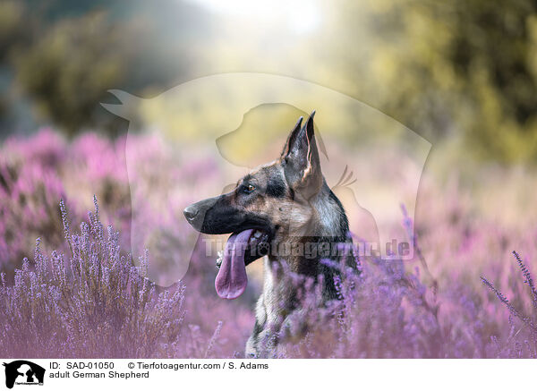 erwachsener Deutscher Schferhund / adult German Shepherd / SAD-01050