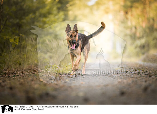 erwachsener Deutscher Schferhund / adult German Shepherd / SAD-01053