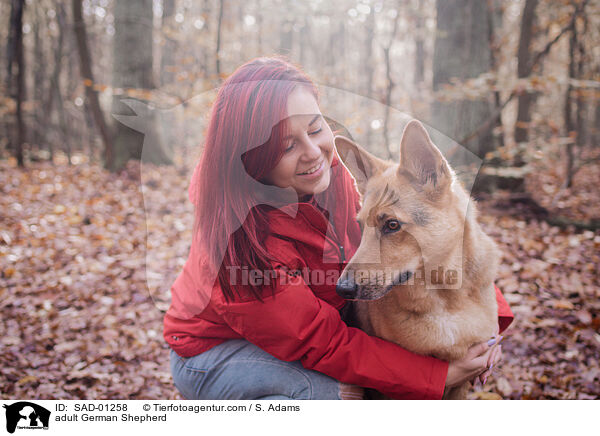 erwachsener Deutscher Schferhund / adult German Shepherd / SAD-01258