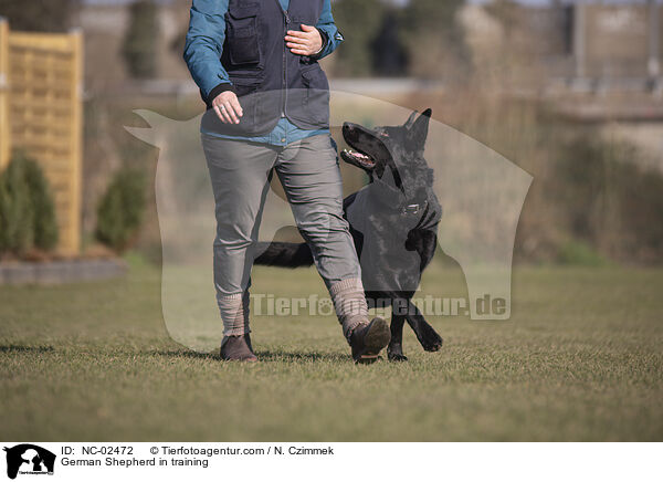 Deutscher Schferhund im Training / German Shepherd in training / NC-02472
