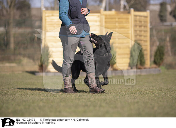 Deutscher Schferhund im Training / German Shepherd in training / NC-02473