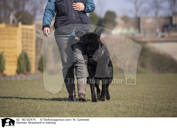 Deutscher Schferhund im Training / German Shepherd in training / NC-02474