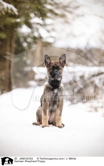 Deutscher Schferhund Welpe / German Shepherd Puppy / JAM-02352